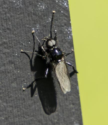 Bibio marci
